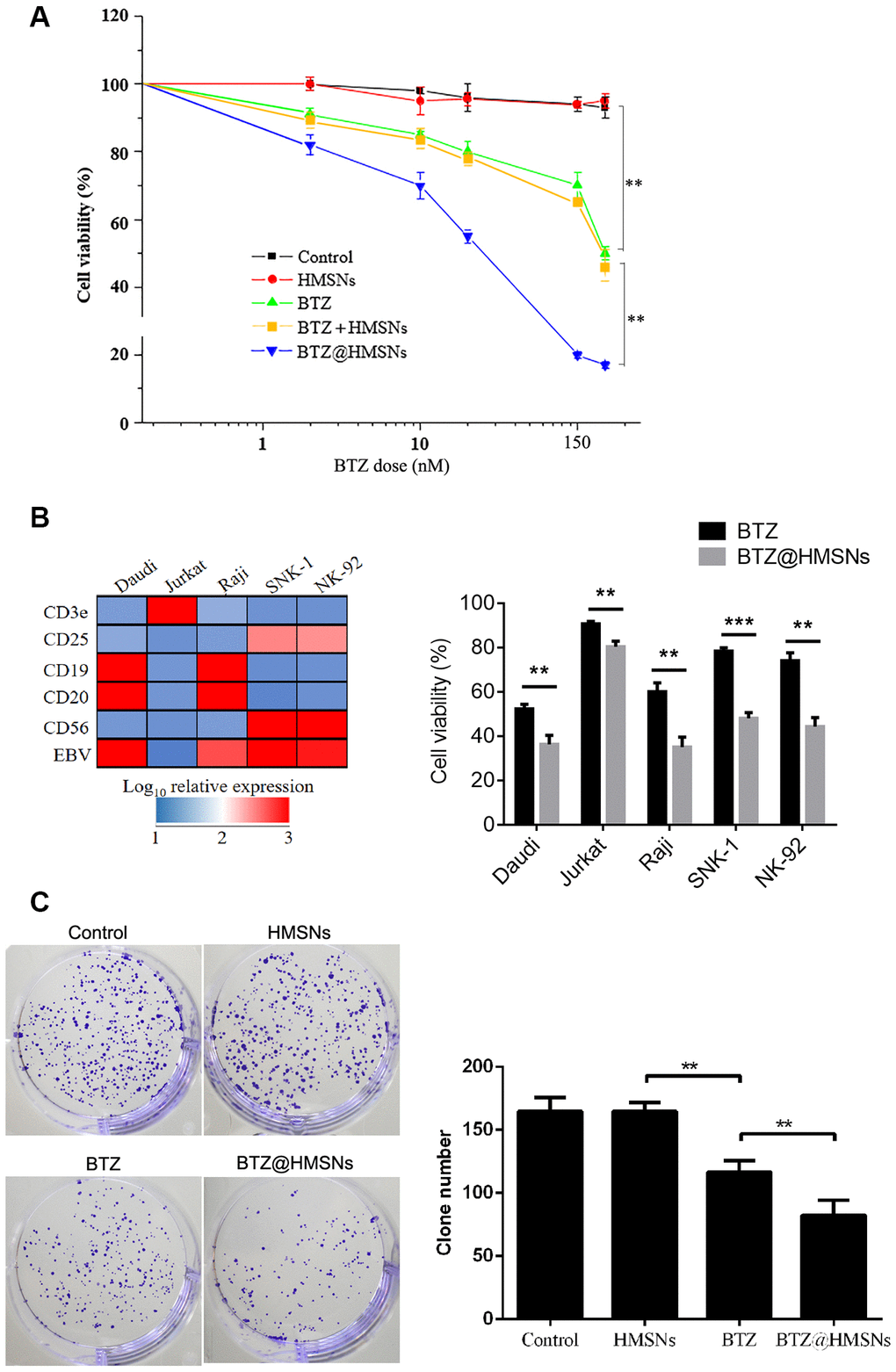 BTZ@HMSNs restricts the proliferation of lymphoma. (A) Cell viability of SNK-1 cells treated with PBS (control), HMSNs, BTZ (set from 1 to 150 nM), HMSNs+BTZ (containing 1-150 nM of BTZ) and BTZ@HMSNs (containing 1-150 nM of BTZ) by MTT assay. (B) The gene expression profile of Daudi, Jurkat, Raji, SNK-1 and NK92 cells by qRT-PCR (Left). Cell viability of indicated cells treated with BTZ or BTZ@HMSNs by MTT assay (Right). (C) Colony number of SNK-1 cells treated with PBS (control), HMSNs, BTZ, BTZ@HMSNs by colony formation assay. BTZ, bortezomib; HMSNs, hollow mesoporous silica nanospheres. The differences between groups were analyzed by one-way ANOVA followed by multiple comparison with Tukey test. **P P 