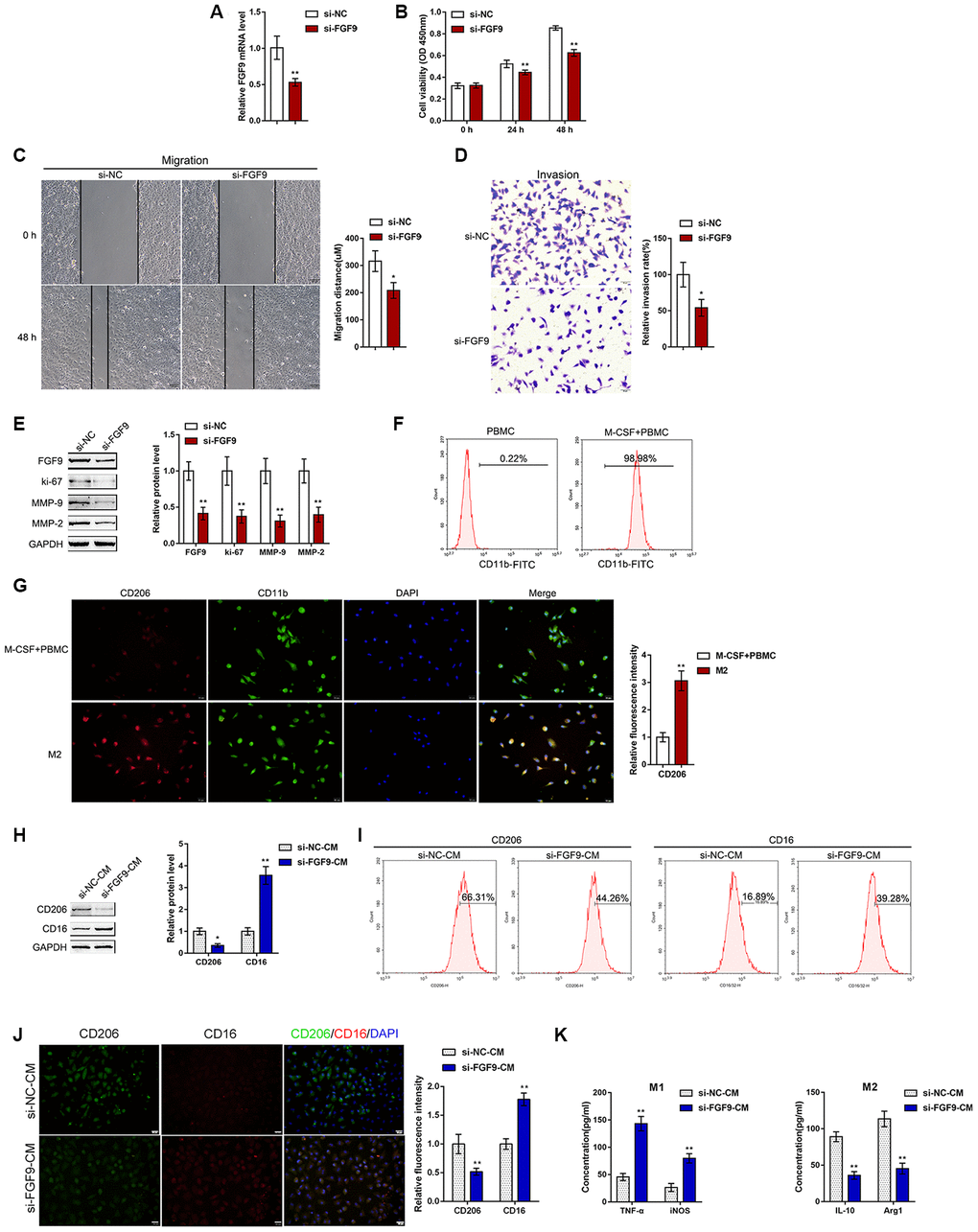 Effects of FGF9 on bladder cancer cell aggressiveness and macrophage M2 polarization. (A) FGF9 knockdown was generated in the T24 bladder cancer cell line by transfection of si-FGF9. The transfection efficiency was validated by real-time PCR. PB) cell viability by MTT assay; **PC) migration capacity by wound healing assay; PD) the invasive capacity by Transwell assay, PE) protein levels of FGF9, ki-67, MMP-2, and MMP-9 by immunoblotting. **PF) Monocytes were isolated from peripheral blood (PBMCs) and treated with 50 ng/ml M-CSF to stimulate the monocyte differentiation into macrophages (M0). The M0 macrophages were identified as CD11b positive by flow cytometry. (G) M0 macrophages were then stimulated with 20 ng/ml IL-4 (eBioscience) for two days to induce M2 polarization and authenticated using IF staining with anti-CD11b and anti-CD206 antibodies. The inflorescence intensity is shown in the right panel. PH–K) Next, T24 cells were transfected with si-FGF9 or si-NC (negative control) and the culture medium (shown in the figures as conditioned medium, si-NC-CM and si-FGF9-CM) was collected for macrophage incubation. M0 macrophages were divided into four groups: IL-4 (M2 polarization inducing) + si-NC-CM, IL-4 (M2 polarization inducing) + si-FGF9-CM, LPS + IFNγ (M1 polarization inducing) + si-NC-CM, and LPS + IFNγ (M1 polarization inducing) + si-FGF9-CM, and examined for (H) the protein levels of CD206 and CD16 by immunoblotting. PPI) the percentage of CD206 and CD16 positive cells was determined by flow cytometry; (J) the inflorescence intensity of CD206 and CD16 was measured by IF staining. The inflorescence intensity is shown in the right panel. PK) The concentrations of IL-10, Arg1, iNOS, and TNF-α in the culture medium was determined by ELISA. **P