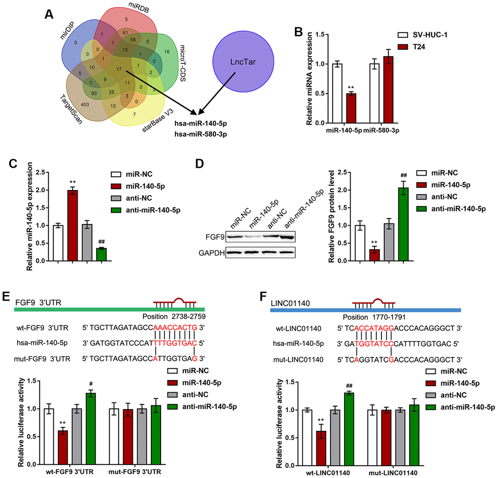 miR-140-5p directly targets LINC01140 and the FGF9 3'UTR. (A) miRNAs that might simultaneously target both LINC01140 and FGF9 3'UTR were predicted and selected by the online tools, mirDIP, TargetScan, starBase V3, microT-CDS, miRDB, and LncTar. Two miRNAs, miR-140-5p and miR-580-3p were selected. (B) The expression of miR-140-5p and miR-580-3p was determined in SV-HUC-1 and T24 cells by real-time PCR. PC) miR-140-5p was overexpressed or inhibited in T24 cells by the transfection of miR-140-5p or anti-miR-140-5p. The transfection efficiency was validated by real-time PCR. PD) T24 cells were transfected with miR-140-5p or anti-miR-140-5p and examined for the protein levels of FGF9 by immunoblotting, PE, F) Wild-type and mutant LINC01140 and FGF9 3'UTR luciferase reporter vectors were constructed as described in the Materials and methods section. These vectors were cotransfected with miR-140-5p or anti-miR-140-5p in 293T cells. The changes in luciferase activity were determined. PPPP