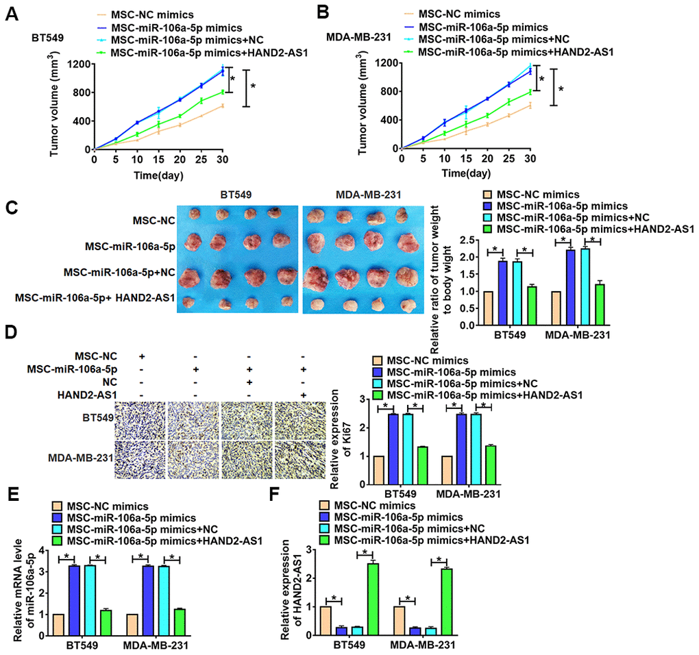 HAND2-AS1 inhibited TNBC tumorigenesis in vivo. BT549 and MDA-MB-231 cells were incubated with exosomes from MSCs transfected with miR-106a-5p, then were injected into nude mice. 1 week later, lentivirus packaging HAND2-AS1 was injected into tumors. (A,.B) Growth of tumor xenografts in nude mice. n = 6, *pC) Representative tumors excised from xenografts in nude mice and tumor weight, and the ratio of tumor weight to body weight was calculated. n = 6, *pD) Expression of Ki67 by immunohistochemical staining in tumors. n = 6, *pE, F) The expression of miR-106a-5p and HAND2-AS1 in tumors were detected by qRT-PCR. n = 6, *p