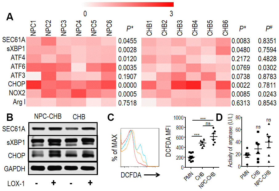 Mechanism of LOX-1+ PMN-MDSCs from NPC survivors with CHB and from patients with CHB. (A) Expression of SEC61A, sXBP1, ATF4, ATF6, ATF3, and CHOP in LOX-1+ PMN-MDSCs compared with LOX-1-PMN from the same donor were tested by RT-qPCR as well as NOX2 and ArgI, (n = 6). P*, Expression of genes in LOX-1+ PMN-MDSCs compared with LOX-1- PMN from the same donor. P#, Relative expression of genes in LOX-1+ PMN-MDSCs from NPC survivors with CHB compared with those from CHB patients. (B) Western blot analysis of expression of SEC61A, sXBP1, and CHOP proteins in LOX-1+ PMN-MDSCs compared with LOX-1- PMN among NPC survivors with CHB and patients with CHB. (C) ROS level illustrated by DCFDA in LOX-1+ PMN-MDSCs from NPC survivors with CHB and patients with CHB. LOX-1-PMN from these patients was used as a control. Left: Representative flow cytometry data (red, LOX-1-PMN; yellow, LOX-1+ PMN-MDSCs from patients with CHB; blue, LOX-1+ PMN-MDSCs from NPC survivors with CHB). Right: Cumulative data (n = 6 in each group). (D) Activity of arginase was tested in LOX-1+ PMN-MDSCs from NPC survivors with CHB and patients with CHB. LOX-1-PMN from these patients was used as a control (n = 6 in each group). Abbreviations: PMN-MDSC, polymorphonuclear myeloid-derived suppressor cell; NPC, nasopharyngeal carcinoma; CHB, chronic hepatitis B; CHOP, CCAAT/enhancer binding protein; PMN, polymorphonuclear cell; ROS, reactive oxygen species; DCFDA, 2′,7′-dichlorofluorescein diacetate.