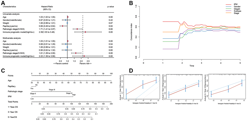 The connection between IPM and conventional clinical characteristics. (A) Univariate and multivariate regression analysis of IPM and clinical characteristics in prognostic value. Blue displays no statistical significance, and red displays statistical significance. (B) Comparison of c-index among different clinical characteristics. (C) Nomogram for predicting the probability of 1, 3, and 5 years OS for MIBC patients. (D) Calibration plot of the nomogram for predicting the probability of OS at 1, 3, and 5 years (red lines); dash lines indicate the actual probability. The vertical mark lines in the top x-axis (marginal rugs) stand for the distribution of samples in each fitting curve.