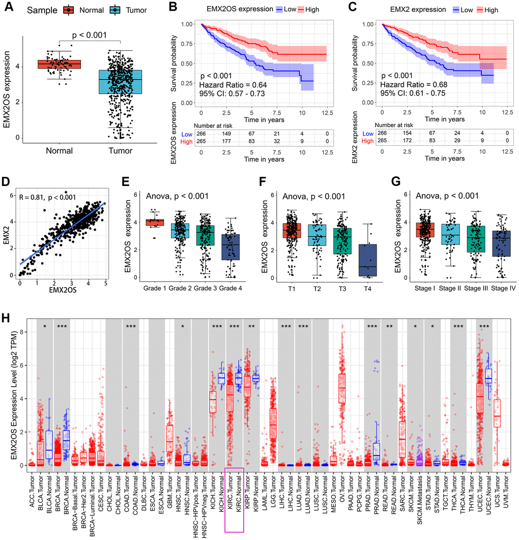 Association between EMX2OS expression and the key clinicopathological characteristics of KIRC. (A) EMX2OS expression was significantly lower in KIRC tissue samples than in normal tissue samples. (B) EMX2OS downregulation was significantly correlated with poorer overall survival in KIRC. (C) EMX2 downregulation was significantly correlated with poorer overall survival in KIRC. (D) Correlation analysis between EMX2OS and its predicted target EMX2. (E) EMX2OS expression significantly decreased with increasing histological grade. (F) EMX2OS expression significantly decreased with increasing tumor size (T stage). (G) EMX2OS expression significantly decreased with advanced AJCC stages. (H) EMX2OS expression in pan-cancer from TIMER database (https://cistrome.shinyapps.io/timer/). KIRC, kidney renal clear cell carcinoma; AJCC, American Joint Committee on Cancer.