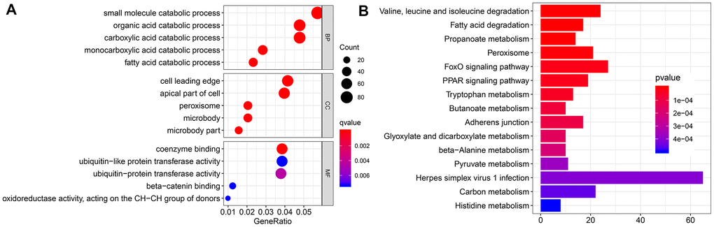 Functional enrichment analysis. (A) Bubble chart shows the result of Gene Ontology (GO) analysis. (B) Bar chart shows the top 15 pathways enriched by Kyoto Encyclopedia of Genes and Genomes (KEGG).