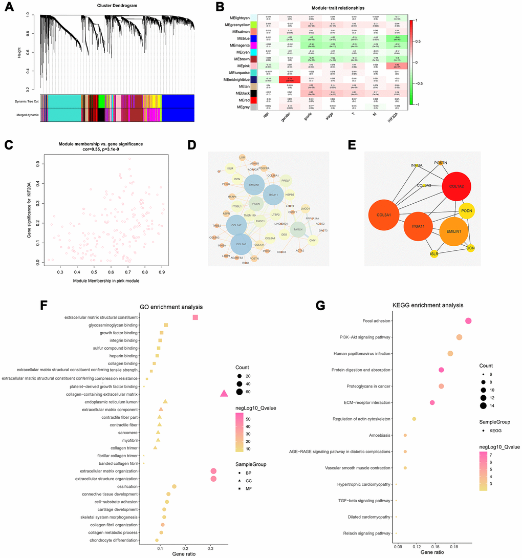 Identification of modules associated with the KIF20A expression in the TCGA-KIRC dataset. (A) The Cluster dendrogram of co-expression network modules were ordered by a hierarchical clustering of genes based on the 1-TOM matrix. Each module was assigned to different colors; (B) Module-trait relationships. Each row corresponds to a color module and column corresponds to a clinical trait. Each cell contains the corresponding correlation and P-value; (C) The pink module (the corresponding correlation and P-value); (D) Edges and nodes in pink module; (E) Top 10 nodes in PPI network; (F) GO analysis of module genes; (G) KEGG analysis of module genes. Abbreviations: PPI: Protein-protein interaction; GO: Gene Ontology; KEGG: Kyoto Encyclopedia of Genes and Genomes.