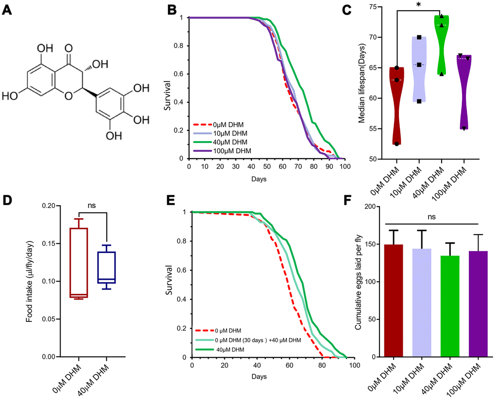 DHM can extend the Drosophila lifespan. (A) The structure of DHM. (B) DHM treatment extends the lifespan of wDah females. Compared to flies on control food (0μM DHM), flies on 40μM of DHM food have increased median lifespans (p=0.00004, log-rank test - see Supplementary Table 1). (C) The median lifespans of the different concentrations of DHM-treated female flies. The 40μM of DHM extended the median lifespan by 16.07% (from 60.16 to 69.83 days, p=0.02, t-test). The average of 3 independent lifespan assays. The bars are the SE of three repeat experiments. (D) The food intake of the fruit fly on food without and with DHM (ns means “No significant difference”). (E) Lifespan curves of female flies with later-life and life-long treatment on DHM (p=0.0034 and p=1.32× 10-6, log-rank test - see Supplementary Table 1). (F) The fecundity of female flies on DHM treatment (p= 0.571, p=0.0779 and p=0.347; n=100; t-test).