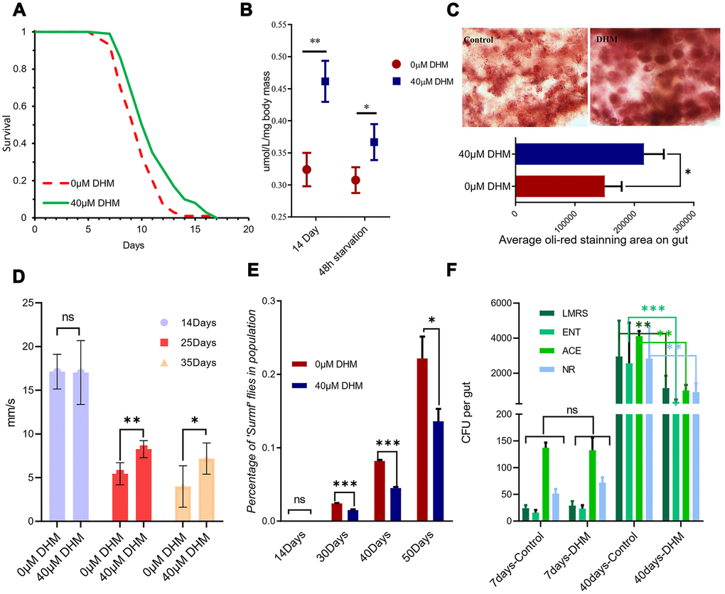 DHM can improve stress tolerance and delay the intestinal dysfunction. (A) Survival curve of fly starvation on the 1.5% agar food, showing DHM improves starvation resistance (p=2.7x10-5, log-rank test). (B) TAG levels of wDah flies that were measured after 14 days of DHM treatment. (C) Oil red O staining of 14 days old fly guts. (D) Drosophila climbing ability from 10 days to 35 days (ns means “No significant difference”, * means ppE) The percentage of ‘‘Smurf’’ flies. DHM treatment improves intestinal integrity in aged flies. (***p 90 females for each genotype). (F) The numbers of colony-forming units (CFUs) in intestinal extracts of control and DHM-treated flies (ns means “No significant difference”, * means ppLactobacilli, ACE: Acetobacteria, ENT: Enterobacteria.