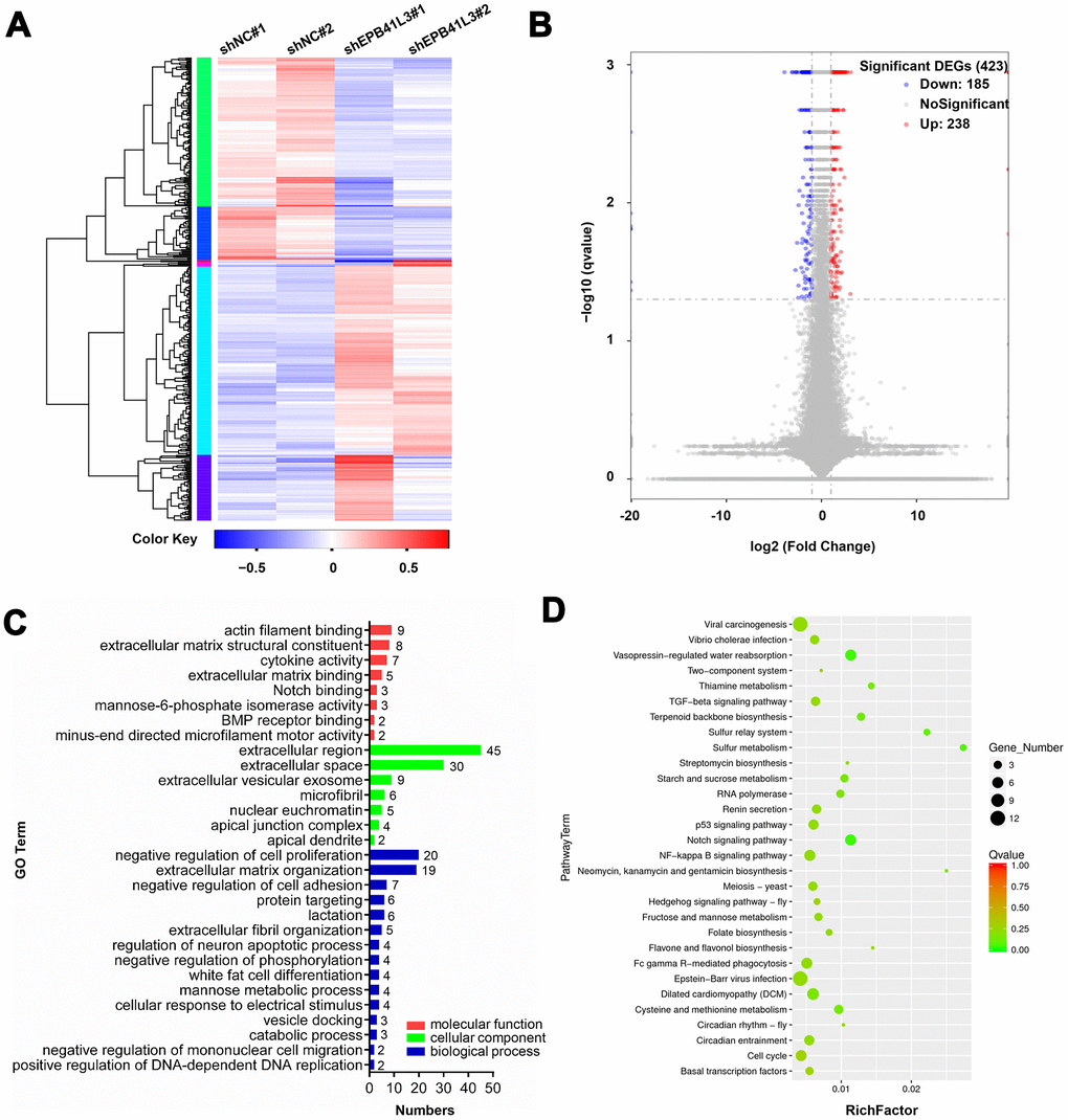 Downstream genes of EPB41L3 are identified through RNA-seq. (A) Heatmap of DEGs following depletion of EPB41L3. RNA sequencing analysis was conducted with U2OS cells stably expressing shNC or shEPB41L3. (B) The volcano plot of all 423 DEGs including 185 downregulated genes (blue dots) and 238 upregulated genes (red dots) based on an adjusted p≤0.05 and log FC≥1. (C) GO enrichment analysis of DEGs consisting of biological processes, cellular component, and molecular functions, was plotted according to the gene numbers. (D) KEGG pathway enrichment bubble chart of DEGs. The color of bubble means the significance of the corresponding KEGG pathway (in green color, low Q-value, insignificantly; in red color, high Q-value, significantly). As well, the size of bubble means the number of DEGs in this pathway. DEGs, different expression genes; FC, fold change; GO, gene ontology; KEGG, Kyoto Encyclopedia of Genes and Genomes.