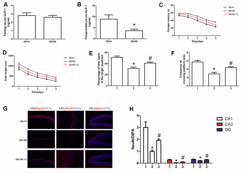 Liraglutide improved the cognitive function of db/db mice and neuros loss in hippocampus. "*" significant difference between db/db mice and db/m mice; "#" significant difference between db/db mice with liraglutide and db/db mice without liraglutide; "db/m" of (A–D, G) db/m mice without liraglutide; "db/db" of (A–D, G) db/db mice without liraglutide; "db/db + L" of (C, D, G) db/db mice with liraglutide at a concentration of 240ug/Kg; "1" of (E, F, H) db/m mice without liraglutide; "2" of (E, F, H) db/db mice without liraglutide; "3" of (E, F, H) db/db mice with liraglutide at a concentration of 240ug/Kg.