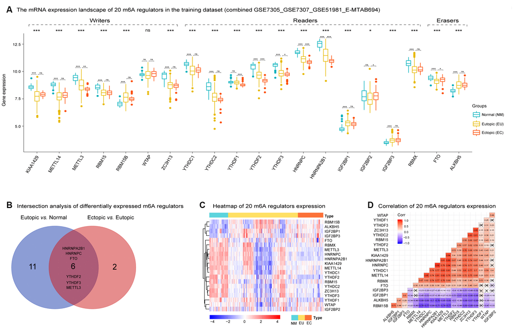 The mRNA expression landscape of 20 m6A regulators in the training dataset in EMs. (A) Most m6A regulators were dysregulated among NM, EU, and EC samples except for WATP ('Kruskal.test'). Several m6A regulators were differentially expressed in the EU vs. NM matrix and the EC vs. EU matrix, respectively ('LIMMA' R package). (B) Intersection analysis of differentially expressed m6A regulators between the EU vs. NM matrix and the EC vs. EU matrix. (C) The heatmap of 20 m6A regulators' expression among NM, EU, and EC samples. The heatmap was based on 'Euclidean' distance, and hierarchical clustering (clustering method = "complete" in R package 'pheatmap'); the clustering was performed on rows (genes) while not on columns (samples). (D) Spearman correlation analysis of 20 m6A regulators expression in EMs. EMs, endometriosis; NM, normal endometrium; EU, eutopic endometrium; EC, ectopic endometrium. NS - not significant; * p 