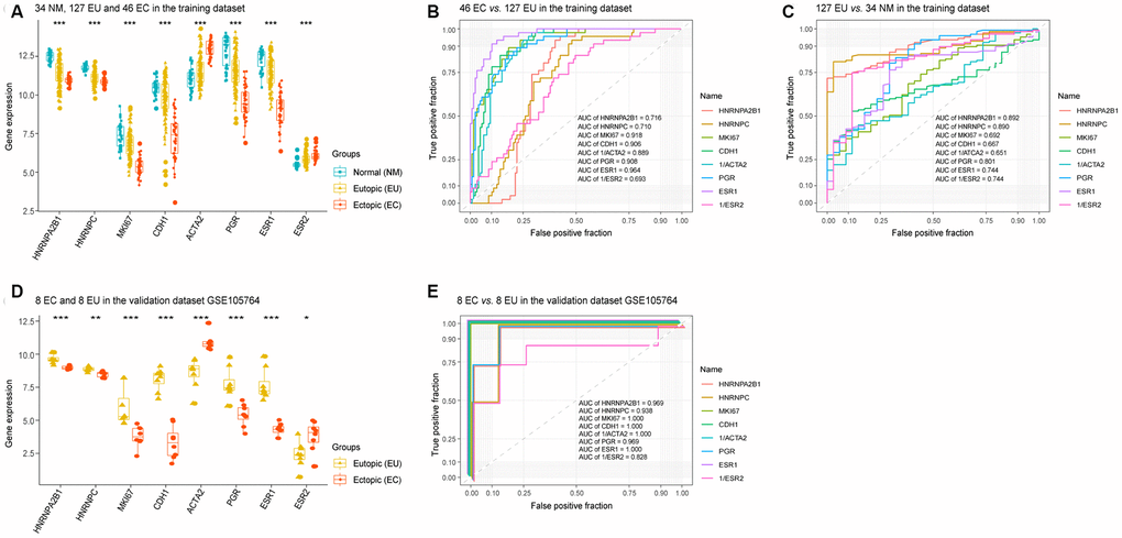 The diagnostic value of HNRNPC and HNRNPA2B1 in EMs. The expression levels of HNRNPA2B1, HNRNPC, MKI67, CDH1 (E-cadherin), ACTA2 (α-SMA), PGR, ESR1, and ESR2 in the training dataset (‘Kruskal.test’) (A) and validation dataset GSE105764 (‘DEseq2’) (D). ROC analysis of HNRNPA2B1, HNRNPC, MKI67, CDH1 (E-cadherin), ACTA2 (α-SMA), PGR, ESR1, and ESR2 in the EC vs. EU matrix (B) and the EU vs. NM matrix (C) in the training dataset, and the EC vs. EU matrix in validation dataset GSE105764 (E). EMs, endometriosis; NM, normal endometrium; EU, eutopic endometrium; EC, ectopic endometrium; ROC, receiver operating characteristic; AUC, areas under the curve. * p 