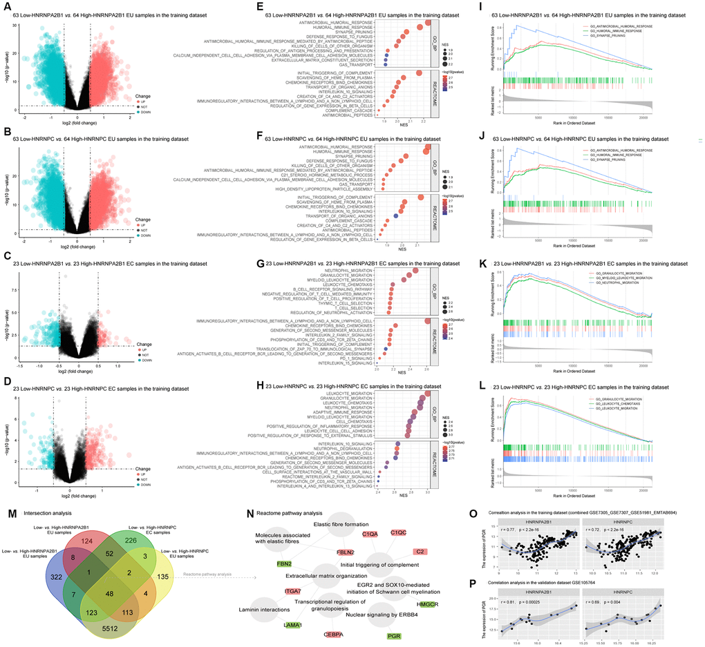 Functional annotation of HNRNPA2B1 and HNRNPC in EMs. (A–D) Differentially expressed genes (DEGs) between low-HNRNPA2B1 vs. high-HNRNPA2B1 EU samples, low-HNRNPC vs. high-HNRNPC EU samples, low-HNRNPA2B1 vs. high-HNRNPA2B1 EC samples, and low-HNRNPC vs. high-HNRNPC EC samples in the training dataset (Green dots, DEGs with log2FC  0.5 and p  0.05). (E–H) The GSEA analysis of HNRNPA2B1 and HNRNPC in EMs. (I–L) Classical GSEA plots of the top 3 BP terms in each contrast matrix. (M) 48 shared DEGs (|log2FC| > 0.5 and p N) The enriched Reactome pathways of 48 shared DEGs. (Grey circles, Reactome pathways; Red rectangles, up-regulated DEGs; Green rectangles, down-regulated DEGs). (O), (P) The correlation between PGR and HNRNPA2B1, HNRNPC in training and validation datasets. EMs, endometriosis; EU, eutopic endometrium; EC, ectopic endometrium; GSEA, the gene set enrichment analysis; BP, biological process; PGR, progesterone receptor.