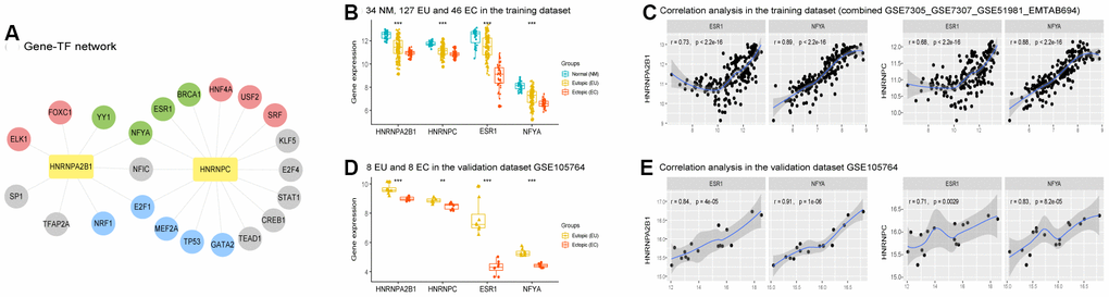 Predicted transcription factors (TFs) of HNRNPA2B1 and HNRNPC in EMs. (A) Predicted Gene-TF network of HNRNPA2B1 and HNRNPC in the training dataset. (Grey circles, unshared differentially expressed TFs between the EU vs. NM matrix and the EC vs. EU matrix; Red circles, TFs upregulated both in the EU vs. NM matrix and EC vs. EU matrix (p B, D) The expression of ESR1 and NFYA in training (‘Kruskal.test’) and validation (‘DEseq2’ package) datasets in EMs. (C, E) The expression of HNRNPA2B1 and HNRNPC positively correlated with ESR1 and NFYA in training and validation datasets in EMs. EMs, endometriosis; NM, normal endometrium; EU, eutopic endometrium; EC, ectopic endometrium. * p 