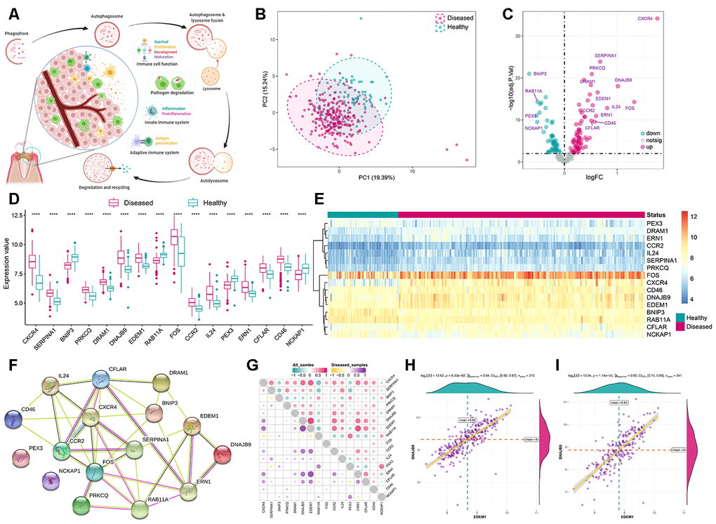 Expression landscape autophagy genes in periodontitis. (A) The overview of autophagy in regulating dynamic homeostasis of the immune microenvironment in periodontitis. (B) Principal component analysis (PCA) of 208 autophagy genes between healthy and periodontitis. The two first principal components (PC1, PC2) which could explain most of the variables are plotted, suggesting there are diversity regulation patterns of autophagy between healthy and periodontitis. (C) The volcano-plot shows the summary of expression changes of 208 autophagy genes between healthy and periodontitis samples and the most significant 16 autophagy genes are labeled. (D, E) The box-plot and heatmap-plot demonstrated the transcriptome expression status of 16 significantly dysregulated autophagy genes between healthy and periodontitis samples. (F) The 16 significant dysregulated autophagy gene protein-protein interactions are presented. (G) Correlations among the expression of 16 significantly dysregulated autophagy genes in all samples and periodontitis samples. (H, I) The two scatter-plots demonstrated the most correlated two autophagy genes: EDEM1 and DNAJB9.