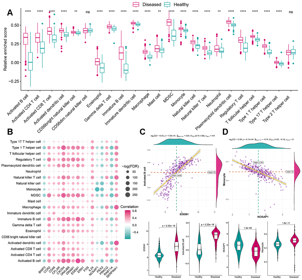 The correlation between infiltrating immunocytes and autophagy genes. (A) The difference in the abundance of each immune microenvironment infiltrating cells between healthy and periodontitis samples. (B) The dot-plot demonstrated the correlations between each dysregulated immune microenvironment infiltration cell type and each dysregulated autophagy genes. (C) The most positive correlated immunocyte-autophagy gene pairs are EDEM1-Activated B cell and the expression status or fraction status are presented by violin-plot at the left panel, indicating a higher expression of EDEM1 and a higher fraction of Activated B cell were found in periodontitis. (D) The most negatively correlated immunocyte-autophagy gene pairs are NCKAP1-Monocyte and the expression status or fraction status are presented by violin-plot at the right panel, indicating there is a lower expression of NCKAP1 in periodontitis and a higher level of the monocyte population.