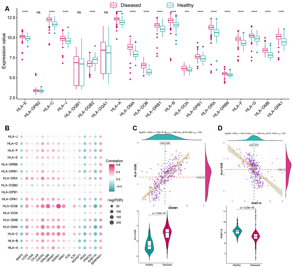 The correlation between HLA and autophagy genes. (A) The difference in the transcriptome expression of each HLA gene between healthy and periodontitis samples. (B) The dot-plot demonstrated the correlations between each dysregulated HLA gene and each dysregulated autophagy gene. (C) The most positive correlated HLA-autophagy pair is EDEM1-HLA DOB and the expression is presented by violin-plot at the left panel, indicating there is a higher expression of EDEM1 and HLA-DOB in periodontitis. (D) The most negatively correlated HLA-autophagy pair is RAB11A-HLADOB and the expression status is presented by violin-plot at the right panel, indicating low expression of RAB11A and higher expression of HLA-DOB in periodontitis.