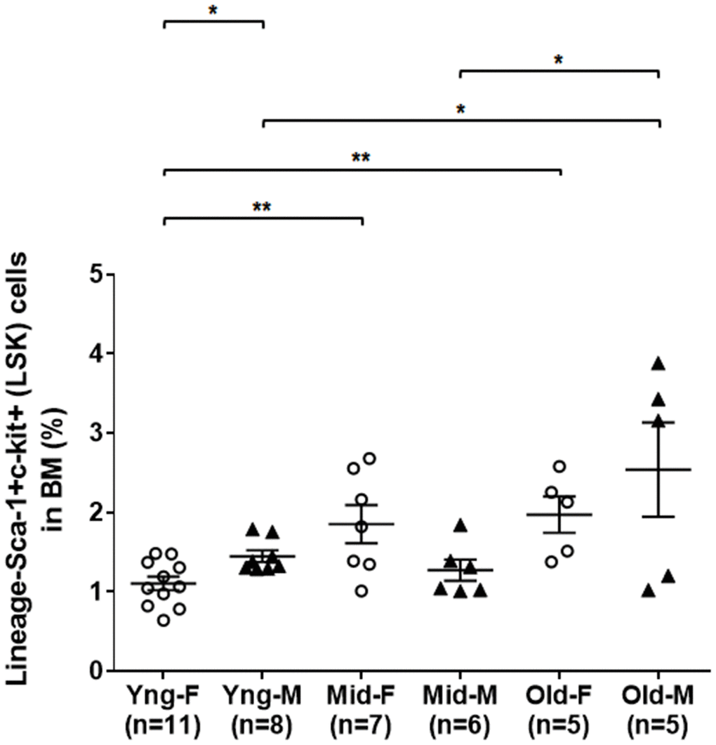 A significant expansion of BM-derived HSPCs in the middle age of female but in the old age of male mice. BM-derived lineage-Sca-1+c-kit+ (LSK) hematopoietic stem and progenitor cells were isolated via flow cytometry cell sorting, and percentages of the LSK cells among total live BM cells were compared between male and female of young, middle-aged and old mice. Multiple comparisons within 3 female groups and within 3 male groups were done separately using ordinary one-way ANOVA analysis; comparison between Yng-F and Yng-M was done using unpaired two-tailed Student’s t-test analysis. * P 