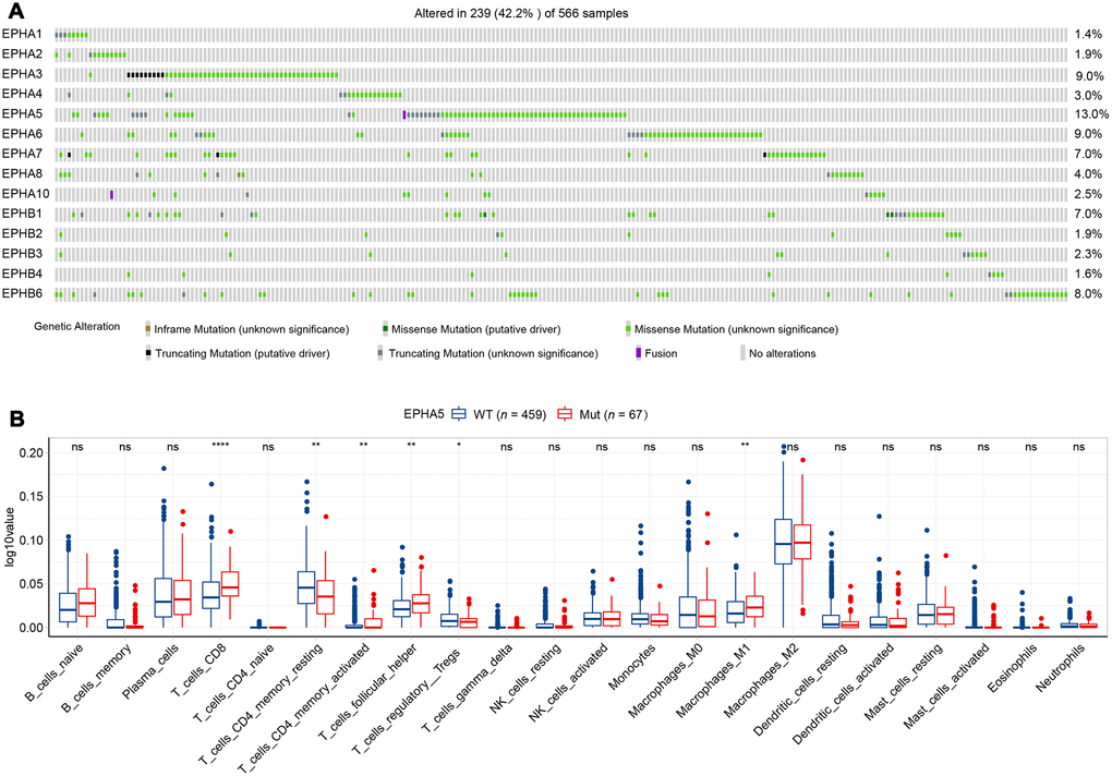 EPHA5 mutations and immune infiltration are correlated in the TCGA LUAD cohort. (A) Mutational oncoplot of the Eph family in LUAD. (B) Comparison of immune infiltration between EPHA5-Mut and EPHA5-WT tumors. The ordinate log10value represents log10(cibersort score+1).