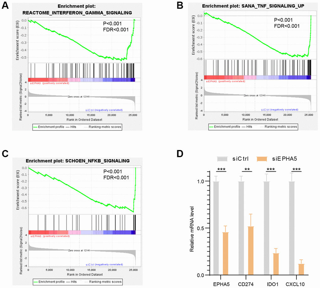 Knockdown of EPHA5 in H1299 cells impaired immune related pathways enrichment and expression of immune checkpoint genes. EPHA5 depletion in H1299 cells reduced the enrichment of (A) IFN-γ, (B) TNF, and (C) NF-κB signaling pathway components. (D) EPHA5 KD in H1299 cells downregulated the expression of PDL1 (CD274), IDO1 and CXCL10. **: P P 