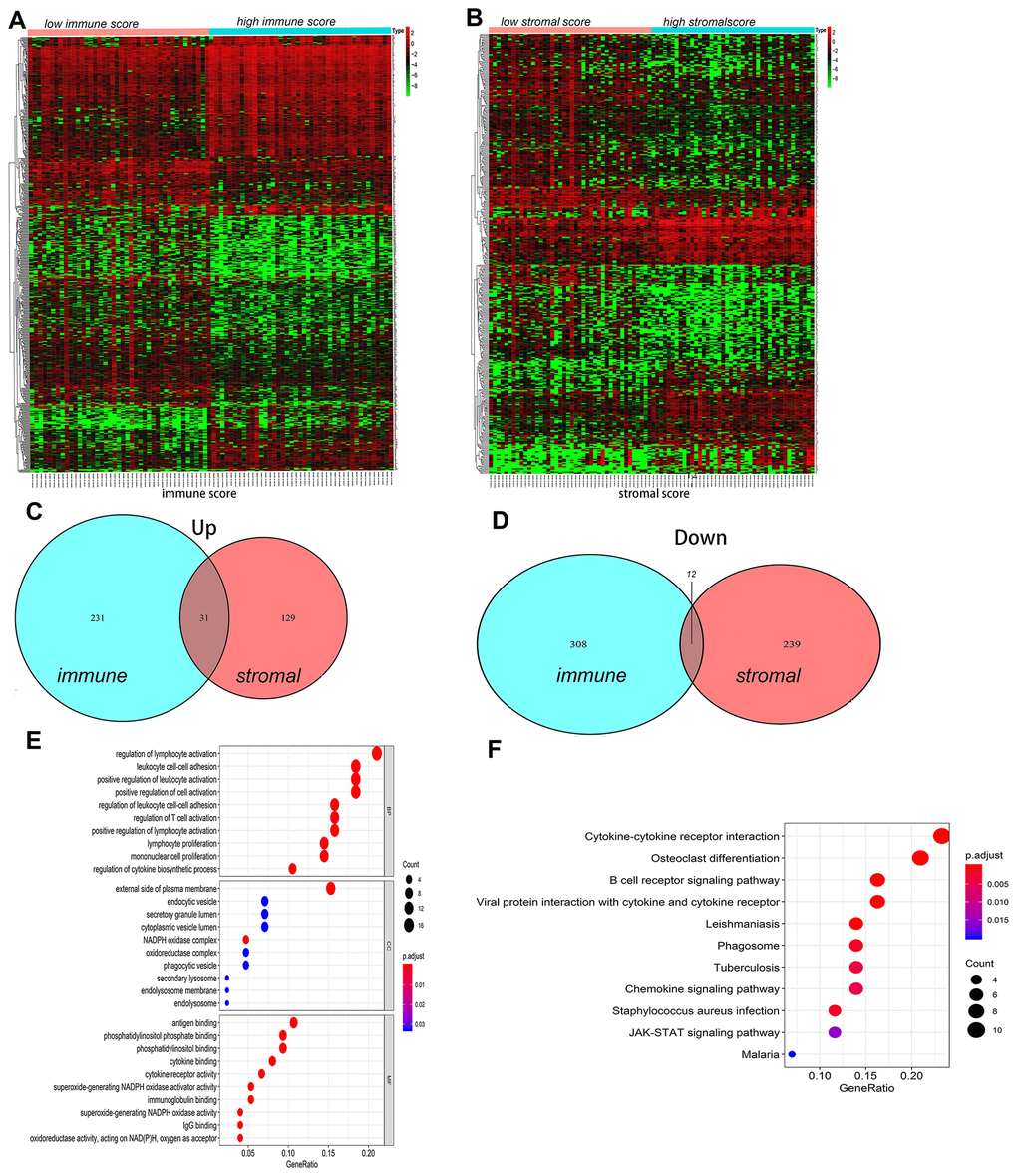 The differences of genes expression and pathways enrichment based on immune scores and stromal scores. (A, B) Heatmap of significantly differentially expressed genes based on immune and stromal scores. (C, D) Venn diagram analysis of aberrantly expressed genes based on immune and stromal scores in osteosarcoma. (E) GO analyses of the tmDEGs in the categories of biological processes (BP), cellular components (CC), and molecular functions (MF). (F) KEGG analysis of tmDEGs genes. tmDEGs, differentially expressed genes of the tumour microenvironment. GO, Gene Ontology; KEGG, Kyoto Encyclopedia of Genes and Genomes.