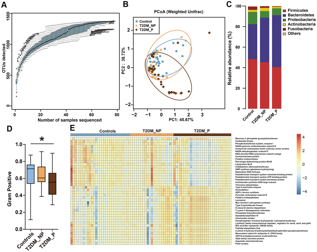 Differences in gut microbiota profile among three groups. (A) OTU accumulation boxplot to show that the number of samples is adequate. (B) Principal Co-ordinates Analysis (PCoA) plot of weighted UniFrac distances. (C) Fecal microbiota composition at the phylum level among the three groups. (D) BugBase algorithm predicted that microbiota phenotypes of the T2DM