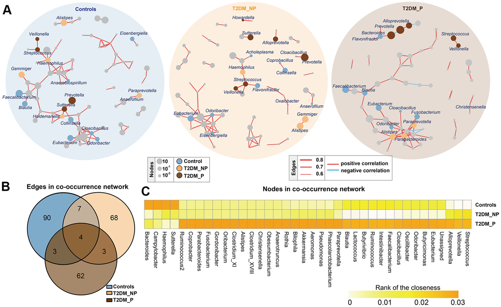 Co-occurrence networks of gut microbiota in different groups. (A) Co-occurrence network analysis of bacterial genera with correlation coefficient >0.6 or B) Numbers of unique and shared edges in three co-occurrence networks. (C) Centralities (rank of closeness) and discrepancies of nodes in different groups.