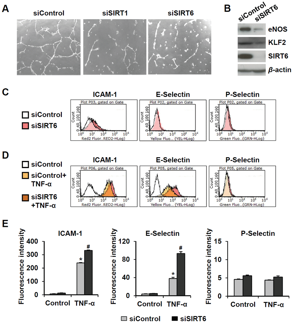 Downregulated expression of SIRT6 induces endothelial cell dysfunction. (A) Effect of SIRT6 siRNA on in vitro tube formation in HUVECs. HUVECs transfected with 25 nM of the indicated siRNA were cultured on Matrigel to check in vitro angiogenesis activity of endothelial cells. The representative micrographs of tube formation in HUVECs. (B) Western blot analysis showing the effect of SIRT6 siRNA on the expression of eNOS and KLF2. β-Actin was used as a loading control. (C, D) Representative flow cytometry plots showing the effect of SIRT6 knockdown on cell surface expression of ICAM-1, E-selectin, and P-selectin. HUVECs transfected with 25 nM control or SIRT6 siRNA were treated or not treated with TNF-α (50 ng/mL) for 4 h. Cells were stained with the fluorochrome-conjugated antibodies and analyzed by flow cytometry. (E) Graphs showing ICAM-1, E-selectin, and P-selectin expression levels in the cells. Data were obtained by analyzing the mean fluorescence intensity of each inflammatory molecule on HUVECs, which were differentially treated with control or SIRT6 siRNA in the absence and presence of TNF-α. *P P 