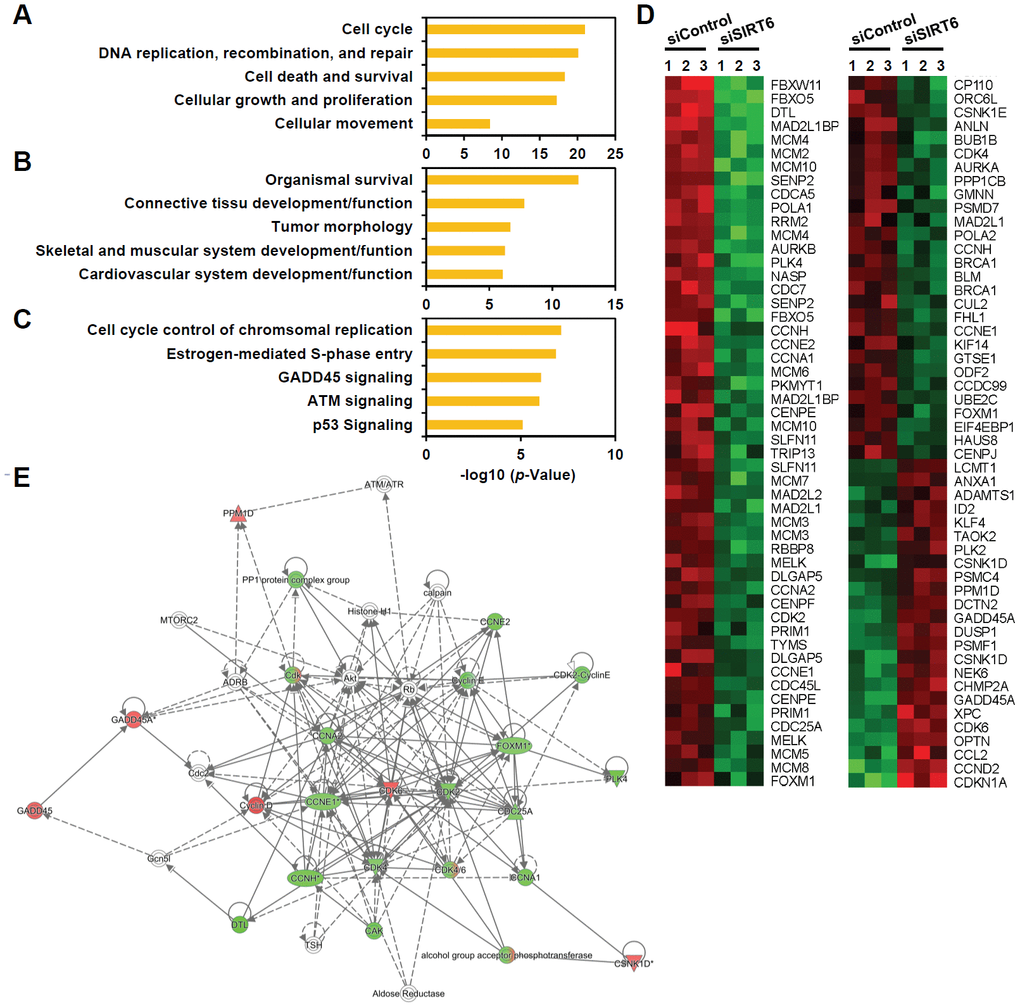 Genes associated with cell proliferation are the genes most affected by SIRT6 knockdown in endothelial cells. HUVECs were transfected with 25 nM of control or SIRT6 siRNA. After 3 d, total RNA was isolated, and the gene expression profile was assessed with the Illumina bead chip analysis. The identified genes that were differentially regulated by SIRT6 knockdown were analyzed by the Ingenuity Pathway Analysis program to determine the SIRT6 gene function in endothelial cells. (A, B) Top five groups of genes categorized by molecular and cellular functions (A) and physiological system development and function (B). (C) Top five canonical pathways affected by SIRT6 knockdown. (D) Heat map showing the genes specifically involved in cell cycle transition regulation. Rows show individual genes, and columns show triplicate samples. Up- and downregulated genes are shown in red and green, respectively. (E) A gene functional association network for the genes involved in cell cycle transition regulation. The intensity of the node colors (red and green) indicates the degree of up- and downregulation.