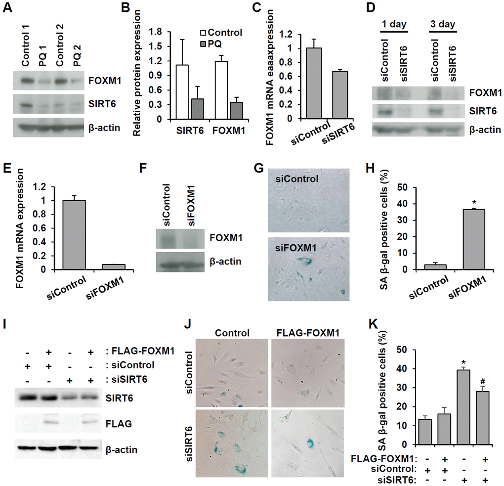 Downregulated SIRT6 expression inhibits FOXM1 expression, which is closely related to endothelial cell senescence. (A) Western blot analysis showing downregulation of FOXM1 and SIRT6 expression in thoracic aortas of mice treated with PBS or PQ. (B) Relative SIRT6 and FOXM1 protein expression in control and PQ-treated aortas. The protein expression was quantified using Bio-Rad Image Lab software. Relative expression was normalized to β-actin. (C) Real-time RT-PCR analysis indicating that SIRT6 knockdown transcriptionally inhibited FOXM1 expression. (D) Western blot analysis presenting the effect of SIRT6 knockdown on FOXM1 protein expression. (E) Real-time RT-PCR confirming the efficient knockdown of FOXM1 expression in endothelial cells by 25 nM FOXM1 siRNA. (F) Western blot analysis to show the knockdown of FOXM1 protein in FOXM1 siRNA-treated HUVECs. (G) Representative images of SA β-gal-positive senescent HUVECs that were transfected with control or FOXM1 siRNA. (H) Quantification of data from (G). The mean percentage of SA β-gal-positive cells was calculated, and error bars indicate SD (n = 3). *P I) Western blot analysis showing overexpression of FOXM1 in control or SIRT6 siRNA-treated endothelial cells. HUVECs were infected with 10 MOI of lentivirus vector encoding FLAG-tagged SIRT6. One day later, cells received the first transfection with 25 nM control or SIRT6 siRNA. Next, cells were transfected with the same siRNA 3 d after the first transfection. Six days after the first transfection, cells were analyzed for SIRT6 and FLAG-tagged FOXM1 expression. β-Actin was used as a loading control. (J) Representative images showing that overexpression of FOXM1 inhibited SIRT6 knockdown-induced endothelial cell senescence. Cells were stained for SA β-gal. (K) Quantification of data from (J). Data are expressed as the mean ± SD (n = 3). *P P SIRT6 siRNA.