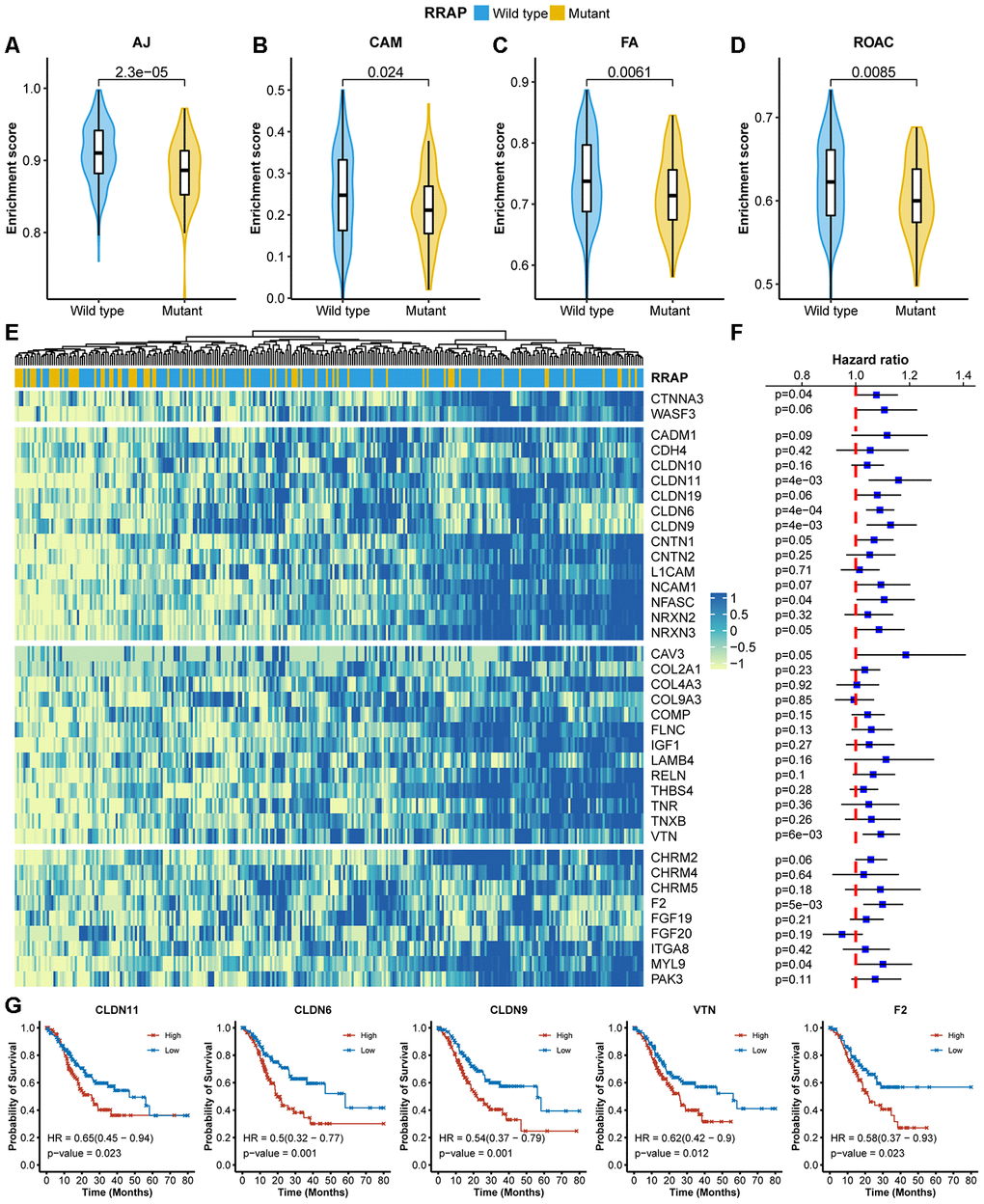 Association of RRAP with lower cell migration activity. (A–D) Pathway enrichment scores between RRAP-wild type and RRAP-mutant were compared among 4 functions: adherens junction (AJ, A), cell adhesion molecules (CAM, B), focal adhesion (FA, C), and regulation of the actin cytoskeleton (ROAC, D). The Wilcoxon rank-sum test was applied to estimate differences. (E) Heatmap of differentially expressed genes among the 4 functions; the column was clustered and annotated with RRAP status. (F) Forest plot of association of between gene expression and overall survival. Squares indicate the hazard ratios and error bars represent the 95% confidence interval; the log-rank test was performed to estimate p-values. (G) Kaplan-Meier overall survival curves for patients with high and low expression levels of CLDN11, CLDN6, CLDN9, VTN, and F2. P-values were estimated with the log-rank test, and HRs were estimated with the Cox model.