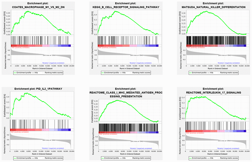 Six immune pathways were enriched with KRAS mutations. As shown in the enrichment plots, KRAS mutations were positively correlated with the immune pathways: macrophage M1 and M2, NK cell differentiation, class I MHC-mediated antigen processing, B cell receptor signaling, IL-2 and IL-17 pathways.