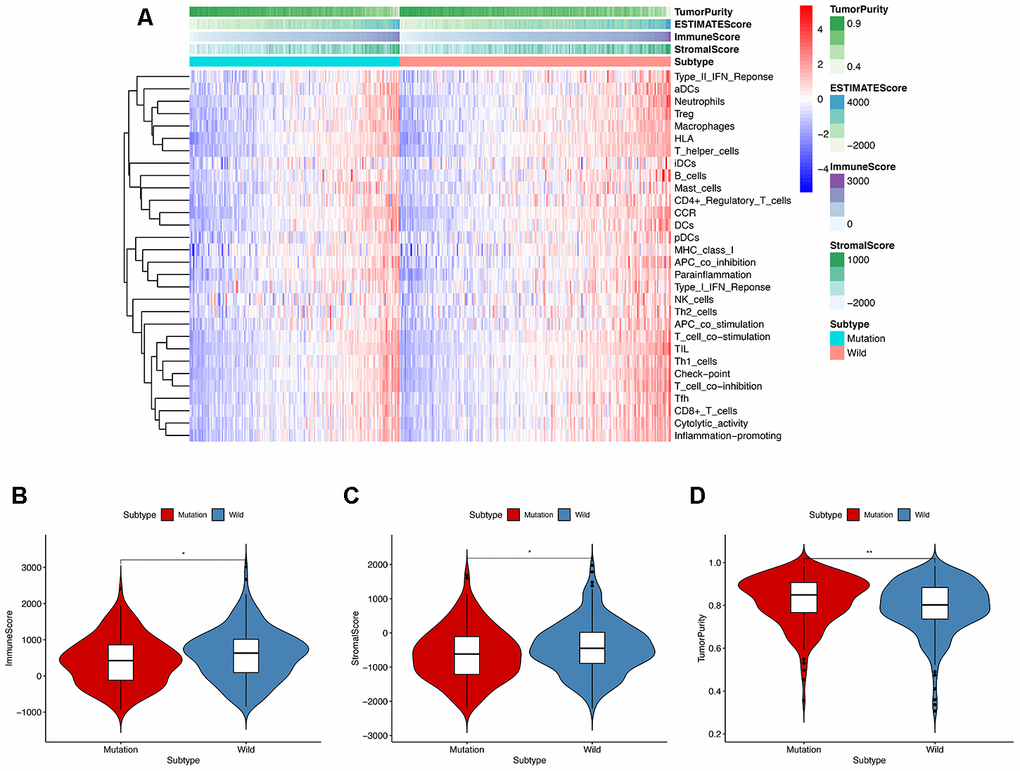 ssGESA and ESTIMATE analysis of the relationship between KRAS mutations and immune activities. (A) In ssGSEA, 30 immune-related pathways were incorporated to estimate the immune capacity of individual colon cancer samples. These gene sets were composed of immune cells and processes. The tumor purity, immune score, and stromal score are also shown in the heatmap. (B–D) Using the Mann-Whitney test, we found that the KRAS-mutated group was of lower immune and stromal score while its tumor purity was higher than the wild-type group.