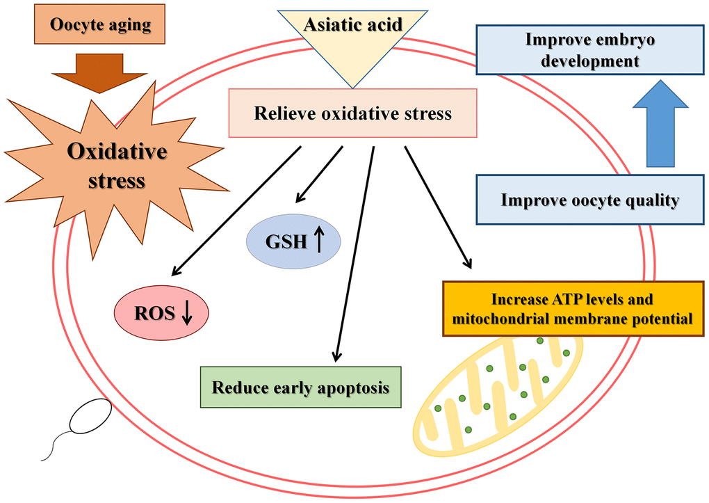 Schematic representation of the protective action of AA on porcine IVA oocytes.