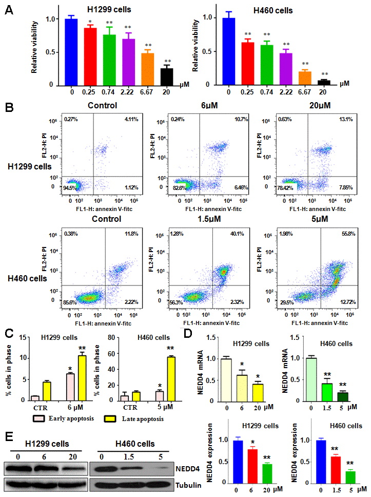 NC regulates cell viability and apoptosis. (A) The Effects of NC on the viability of lung cancer cells for 72 h were measured using the MTT assay. *PB) Cell apoptotic death in lung cancer cells with NC treatment at 72 h was tested by the Annexin V-FITC/PI approach. (C) Early and late apoptosis rates were presented for panel B. (D) Early NEDD4 mRNA level was detected by RT-PCR in cells with NC treatment for 72 h. (E) Left panel: NEDD4 levels were examined by western blotting in lung cancer cells with NC exposure for 72 h. Right panel: Quantitative data are presented for NEDD4 levels. *P