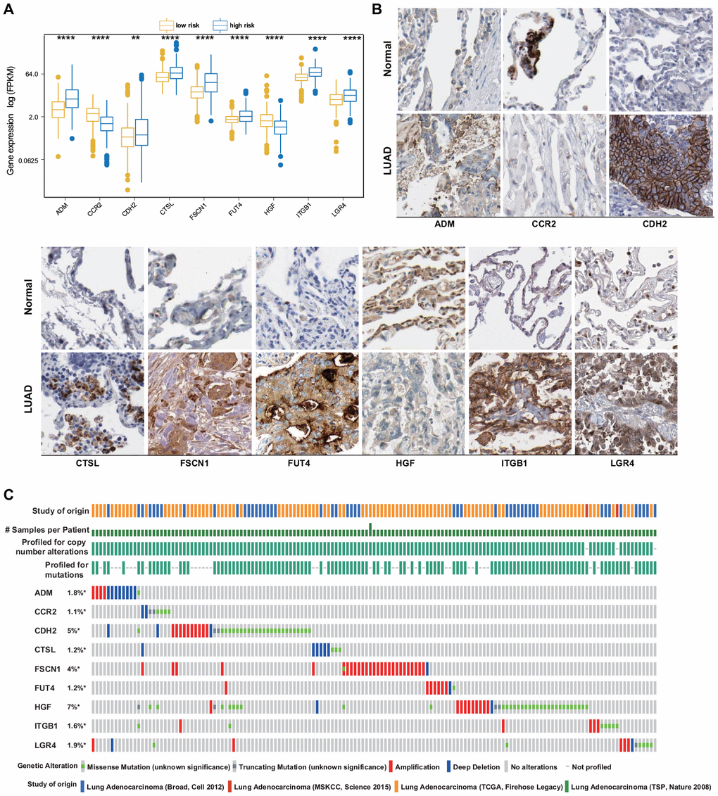 ERG expression and mutation landscape of LUAD. (A) Comparison of mRNA expression levels between LUAD and normal tissues in the training set. (B) Comparison of protein levels between LUAD and normal tissues in the HPA. (C) Mutational profiles of LUAD (obtained from the cBioPortal for Cancer Genomics).