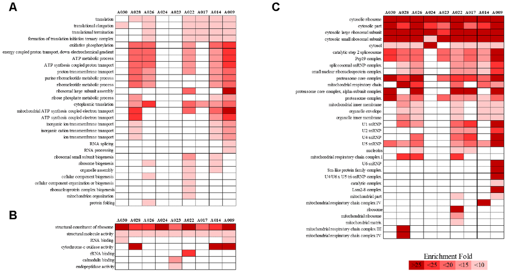 PANTHER GO slim analysis of individual aging-related DEGs. (A) BP, (B) MF, and (C) CC enrichment. Each GO term was sorted using the following parameters: –log10(p-value) > 2.5 and enrichment > 5. Gradient colors indicate the degree of enrichment.