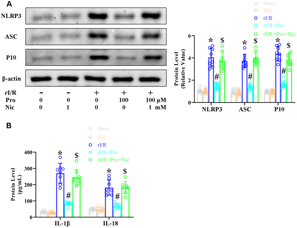 The SIRT1 inhibitor nicotinamide prevents propofol from reducing rI/R-induced pyroptosis in rat alveolar macrophages. NR8383 cells were incubated with serum from sham or rI/R rats, with or without propofol (100 μM) and/or nicotinamide (1 mM) for 24 h. (A) Western blotting was used to measure the protein levels of cleaved caspase 1 (P10), ASC and NLRP3. (B) ELISAs were used to determine the protein levels of IL-18 and IL-1β (*P #P $P 