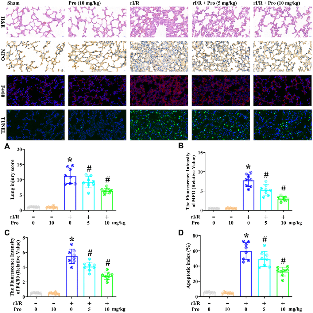 Propofol ameliorates the morphological characteristics of rI/R-induced ALI in rats. Rats were subjected to rI/R, with or without propofol (5 or 10 mg/kg) treatment for 24 h. (A) H&E analysis was performed, and the lung injury score was determined. (B) Immunohistochemistry was used to measure the fluorescence intensity of myeloperoxidase. (C) Immunofluorescence analysis was used to measure the fluorescence intensity of F4/80. (D) TUNEL analysis was used to measure the apoptotic index (%) (*P #P 