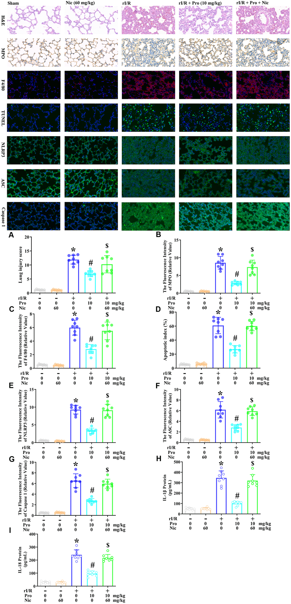 The inhibition of SIRT1 prevents propofol from ameliorating the morphological characteristics of ALI and suppressing pyroptosis in the lungs of rI/R rats. Rats were subjected to rI/R, with or without propofol (10 mg/kg) and/or nicotinamide (60 mg/kg) treatment for 24 h. (A) H and E analysis was performed, and the lung injury score was determined. (B) Immunohistochemistry was used to measure the fluorescence intensity of myeloperoxidase. (C) Immunofluorescence analysis was used to measure the fluorescence intensity of F4/80. (D) TUNEL analysis was used to measure the apoptotic index (%). (E–G) Immunofluorescence analyses were used to measure the fluorescence intensity levels of NLRP3, ASC and caspase 1. (H, I) ELISAs were used to measure the protein levels of IL-1β and IL-18 (*P #P $P 