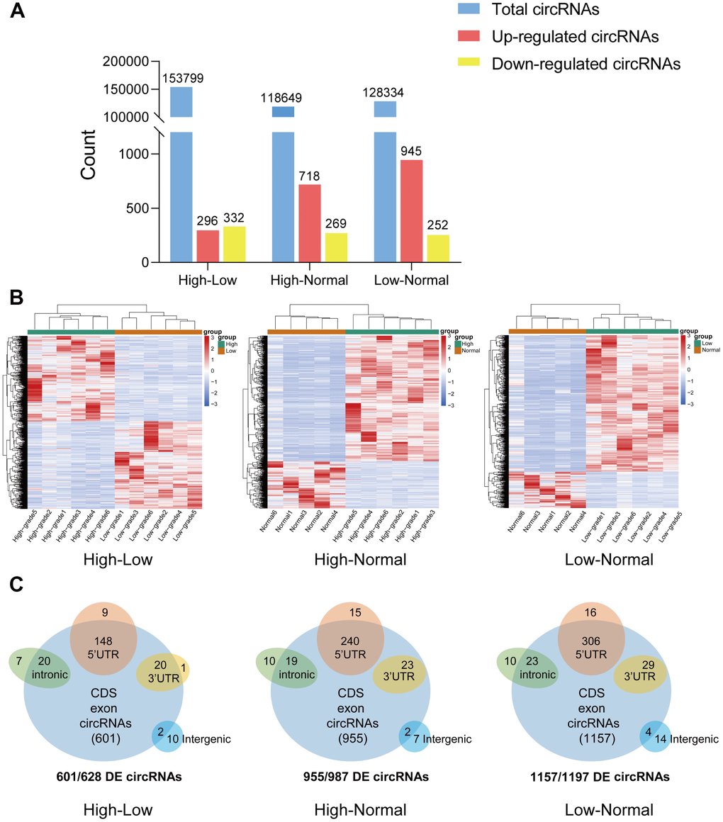 Overview of circRNA-seq profiles. (A) The quantity of total circRNAs and circRNAs with differential expression (upregulated and downregulated). (B) Hierarchical clustering heat map of differentially expressed circRNAs in the three groups. (C) CircRNAs with significant differential expression were classified by different genomic loci (exonic, intronic, antisense, intragenic, and intergenic).