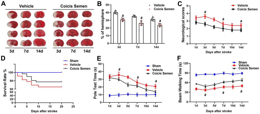 Coicis semen treatment promoted long-term neurological recovery after ischemic stroke. (A) The ipsilateral infarct volume was detected at 3, 7 and 14 days after stroke by using TTC staining and then normalized to the infarct volume of the contralateral hemisphere to correct for edema; the data are expressed as a percentage. (B) Bar graphs show quantified infarct volumes. n =5, aP t-test. (C) Neurological deficit scores. n =5. (D) Survival rate. n = 15-20 (E) Pole test time. (F) Beam walking time. Mean ± SD. n = 10-12. aP 