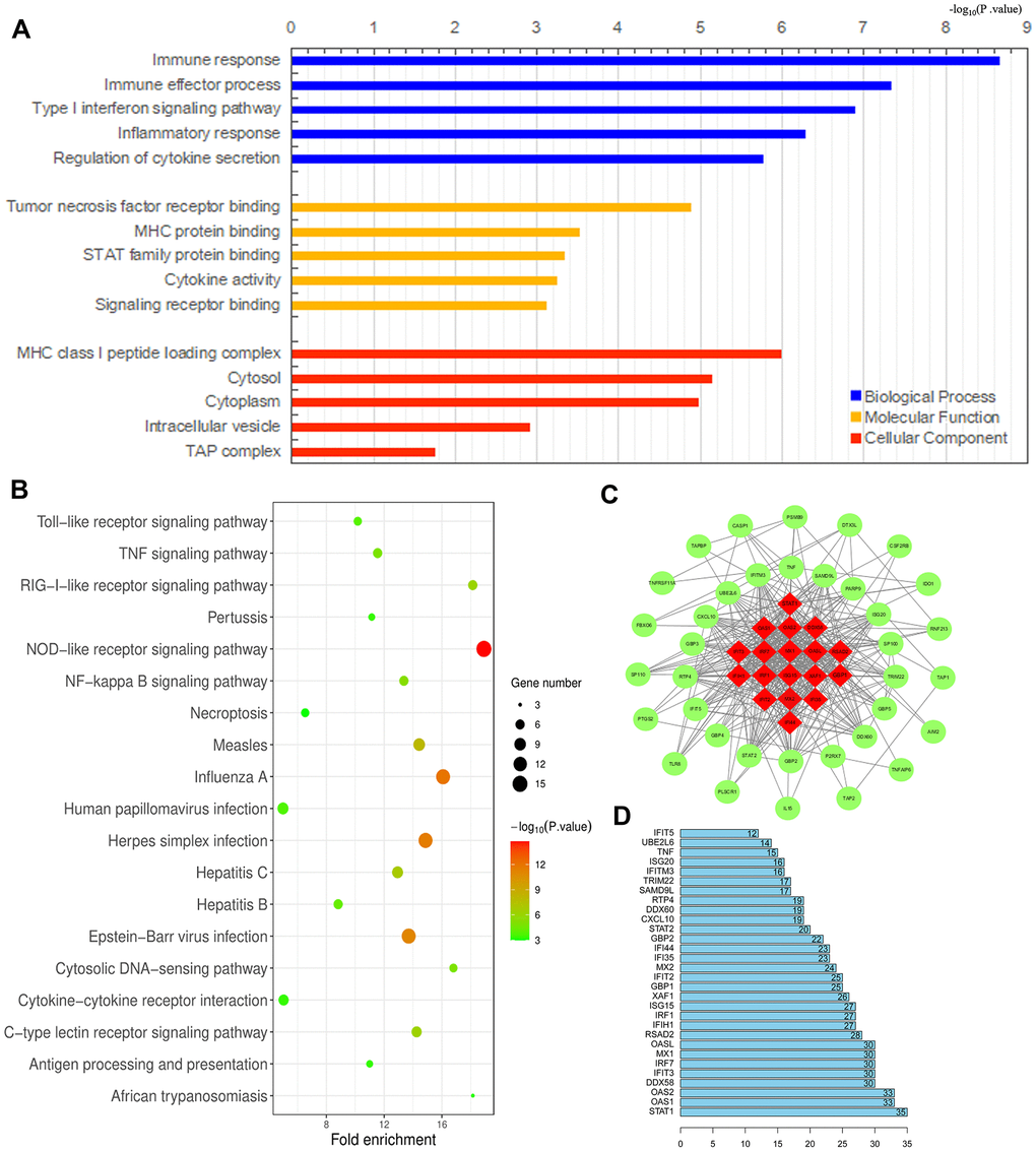 Analysis of DEGs between M1 and M2 macrophages. (A, B) Histogram of enriched GO terms (BP: Biological Process, MF: Molecular Function, CC: Cellular Component) (A) and bubble plot of enriched KEGG pathways (B). The rank criterion was an FDR C) PPI network constructed from 54 hub genes, with the red region representing the most closely connected module. A comprehensive Gt score > 0.7 was considered statistically significant. (D) Top 30 genes with the greatest degree of differential expression. The ordinate lists the gene name and the abscissa represents the degree of differential expression.