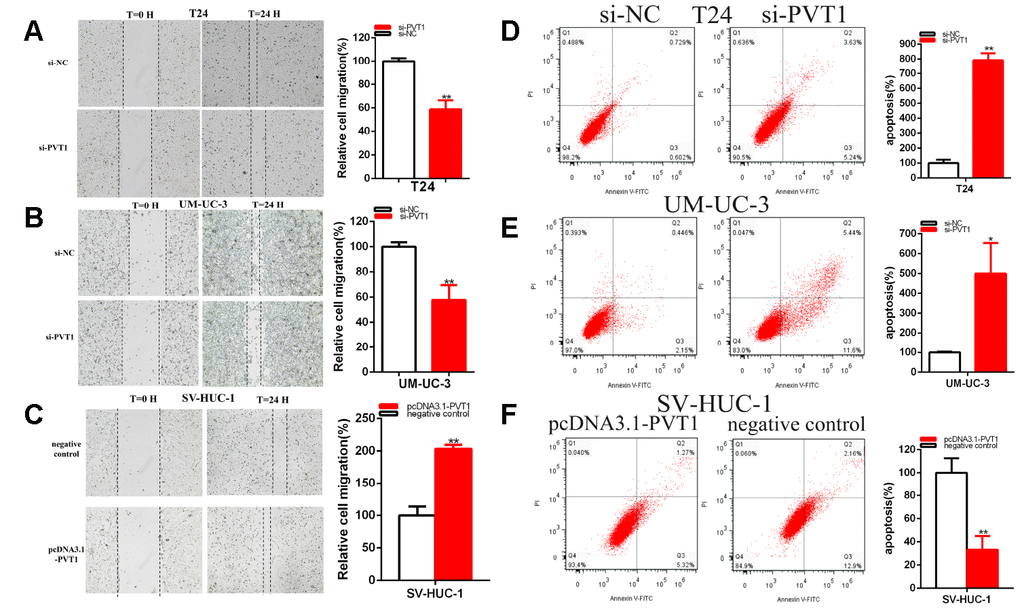 PVT1 affected the BC cell migration and apoptosis. The relative cell migration was restrained after transfection of siRNA in the T24 and UM-UC-3 (A, B) cell lines. The relative cell migration was facilitated after transfection of pcDNA3.1-PVT1 in the SV-HUC-1 cell lines (C). Apoptotic cells were measured after transfection of siRNA in the T24 (D) and UM-UC-3 (E) cell lines, of pcDNA3.1 in the SV-HUC-1 cell line (F) by flow cytometry analysis. (*P 