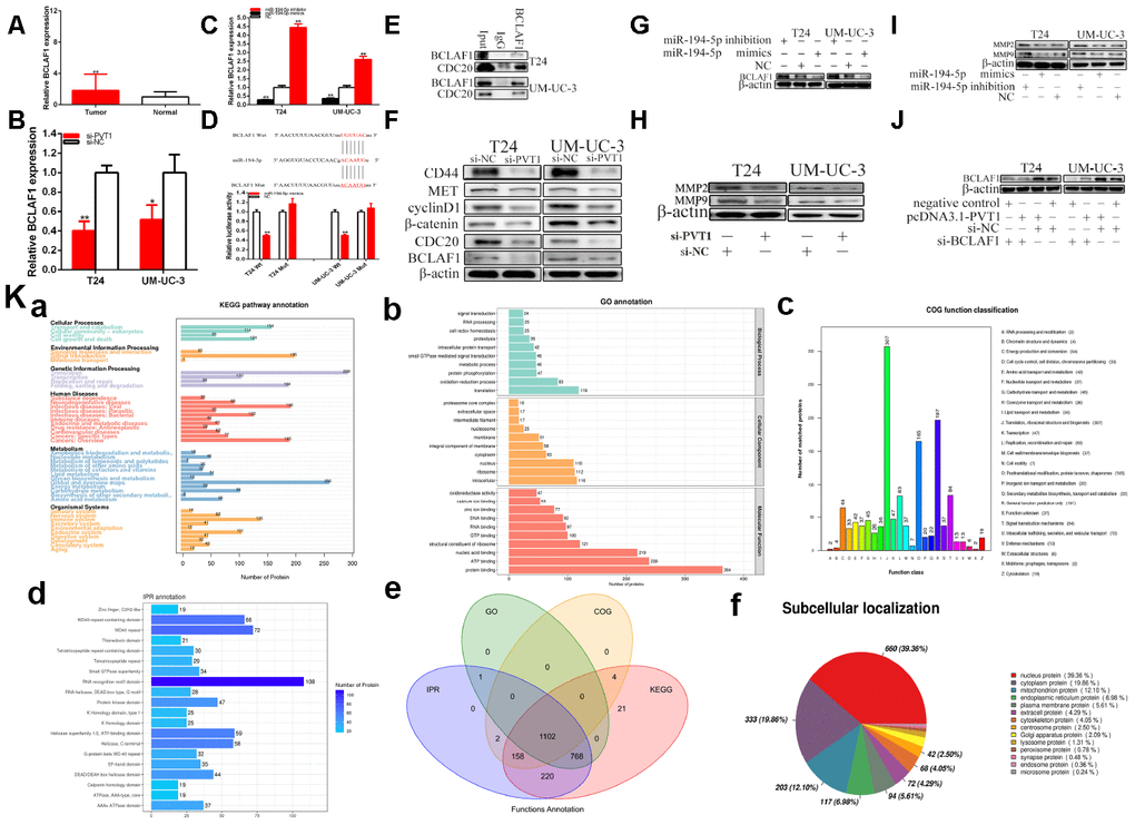 PVT1 regulates BCLAF1 expression via sponging miR-194-5p. The relative expression patterns of BCLAF1 were detected in paired bladder carcinomas tissues and normal tissues (A). The relative expression of BCLAF1 was reduced by si-PVT1 (B). Overexpressing miR-194-5p down-regulated BCLAF1 expression and knockdown of miR-194-5p up-regulated BCLAF1 expression in BC cells (C). Dual-luciferase reporter assay showed BCLAF1-Wt and miR-194-5p mimics co-transfection restrained luciferase activity (D). Immunoprecipitation assays were used to identify proteins associated with BCLAF1. The anti- BCLAF1 and IgG antibody were incubated with cell extracts and CDC20 was identified to be a BCLAF1-binding protein in the cancer cell line (E). Knockdown of PVT1 decreased BCLAF1 etc. expression in BC cells (F). Overexpressing miR-194-5p decreased BCLAF1 expression and knockdown of miR-194-5p increased BCLAF1 expression in BC cells (G). Knockdown of PVT1 decreased MPP2 and MPP9 expression in BC cells (H). Overexpressing miR-194-5p decreased MPP2 and MPP9 expression and knockdown of miR-194-5p increased MPP2 and MPP9 expression in BC cells (I). Knockdown of BCLAF1 reversed BCLAF1 expression promotion induced by overexpression PVT1 in BC cells (J). IP pyrolysis products are used for proteomics detection (Ka–f): a-KEGG, b-GO, c-COG, d-IPR, e-function annotation, f-subcellular localization (*P 