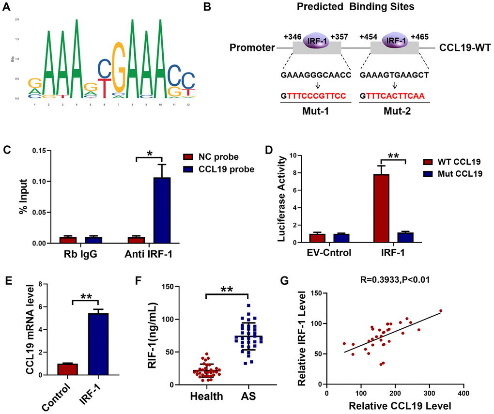 IRF-1 transcriptionally activated CCL19 expression in VSMCS. (A) Predictive motif of IRF-1 binding to gene promoter. (B) The schematic diagram of sequence complementarity between the IRF-1 and CCL19 predicted on JASPAR datasets. (C) Chromatin immunoprecipitation (ChIP) assay revealed an association between IRF-1 and CCL19 in VSMCS; IgG served as a negative control; n = 3. (D) cells were transfected mut-CCL19/CCL19 with the presence or absence of IRF-1, luciferase activity was measured by dual-luciferase reporter assay system. n=5. (E) qRT-PCR detected CCL19 mRNA level after overexpression of IRF-1. n=5. (F) Detection of IRF-1 expression in peripheral blood of patients by ELISA.n=32. (G) Pearson correlation analysis showed a positive correlation between IRF-1 and CCL19 in peripheral blood. R=0.3933, P