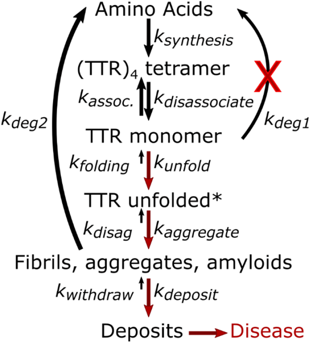 Age dependent changes leading to amyloidosis disease.