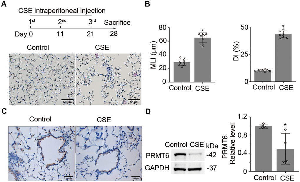 Cigarette smoke down-regulates PRMT6 in mice lung tissues. (A) Balb/C mice were treated with CSE by intraperitoneal injection for three times in 1 month as described in materials and methods. Lung tissues were stained with H&E, and the emphysematous change of lung tissue was presented in CSE treated group as compared to control mice. (B) Mean linear intercept (MLI) and the destructive index (DI) were measured and plotted to show the histological destruction in lung tissues. (C) Representative staining of PRMT6 in airway epithelia and alveoli with immunohistochemistry (IHC) analysis. (D) Immunoblots of PRMT6 protein in mice lung tissue with GAPDH used as a loading control. Relative protein expression was measured by Image J and shown as mean ± SD. “*” denotes p 