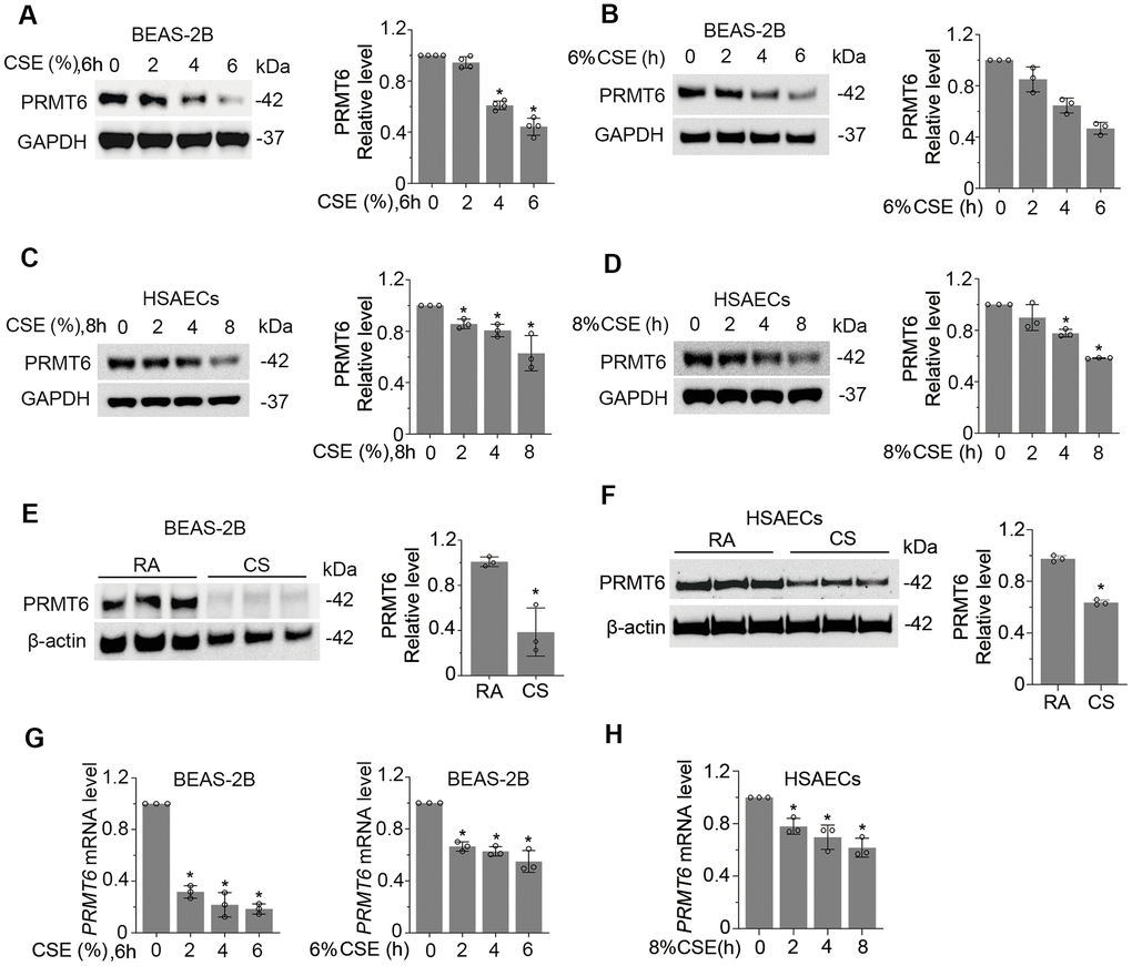 Cigarette smoke reduces the mRNA and protein expression of PRMT6 in airway epithelial cells. (A, B) BEAS-2B cells were treated with CSE in a range of concentrations (A) and time points (B) as indicated. Cell lysates were subjected to immunoblotting for PRMT6 and GAPDH. The densitometric results were plotted in the right panels. (C, D) Human primary small airway epithelial cells (HSAECs) were treated with CSE in different concentrations (C) for 0, 2, 4, 8h (D). Immunoblotting was performed to examine PRMT6 expression. Right panels showed the densitometric results of the blots. (E) BEAS-2B cells were exposed to cigarette smoke. Cell lysates were analyzed with PRMT6 and GAPDH via immunoblotting. RA: room air; CS: cigarette smoke. The densitometry results of the blots were plotted in the right panel. (F) HSAECs cells were exposed with room air (RA) or cigarette smoke (CS). Cell lysate were obtained and analyzed with PRMT6 and GAPDH immunoblotting. Right panels were the plotted densitometric results. (G) Total RNA was extracted from control and CSE-treated BEAS-2B cells (2%, 4%,6% for 6h, and 6% for 0, 2h, 4h, 6h). PRMT6 and GAPDH mRNA levels were determined with qRT-PCR. (H) HSAECs were treated with 8% CSE for 2h, 4h and 8h. Total RNA was extracted and applied to qRT-PCR to detect PRMT6 and GAPDH mRNA level. Relative PRMT6 mRNA level was plotted. Values represent mean ± SD and “*” denotes p n=3 experiments.