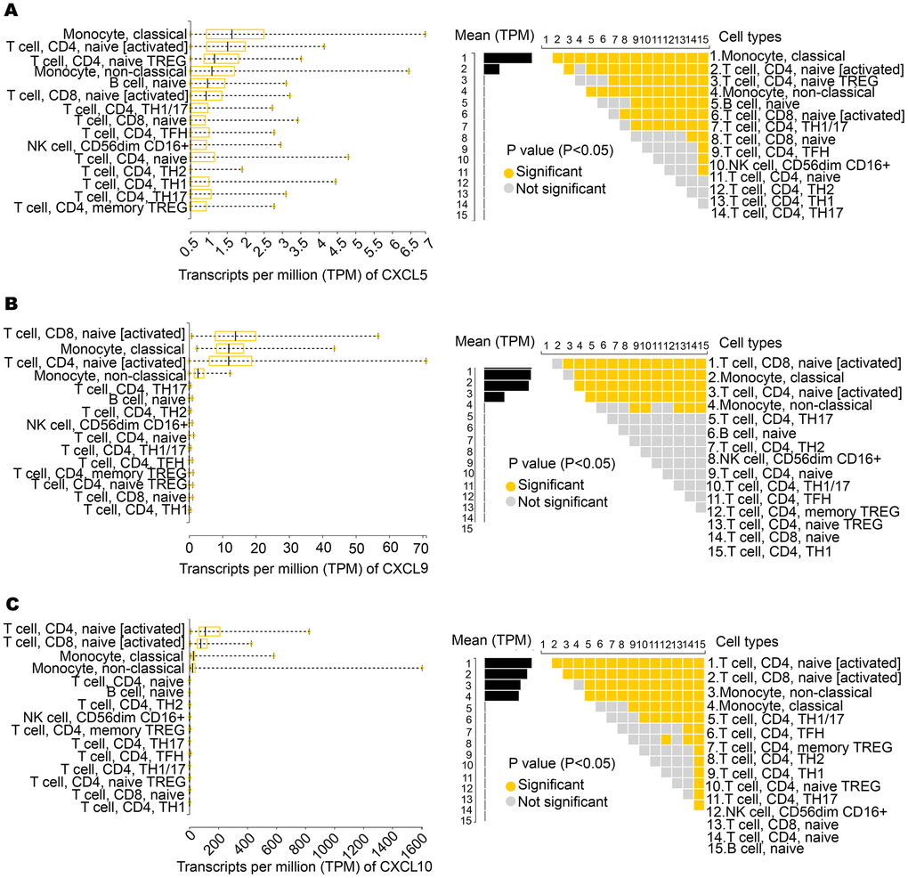 Expression of CXCL5, CXCL9, and CXCL10 in immune cells. (A) CXCL5 shows significantly high expression in monocytes, CD4+ T cells, and CD8+ T cells. (B, C) CXCL9 and CXCL10 show significantly high expression in CD4+ T cells and CD8+ T cells.