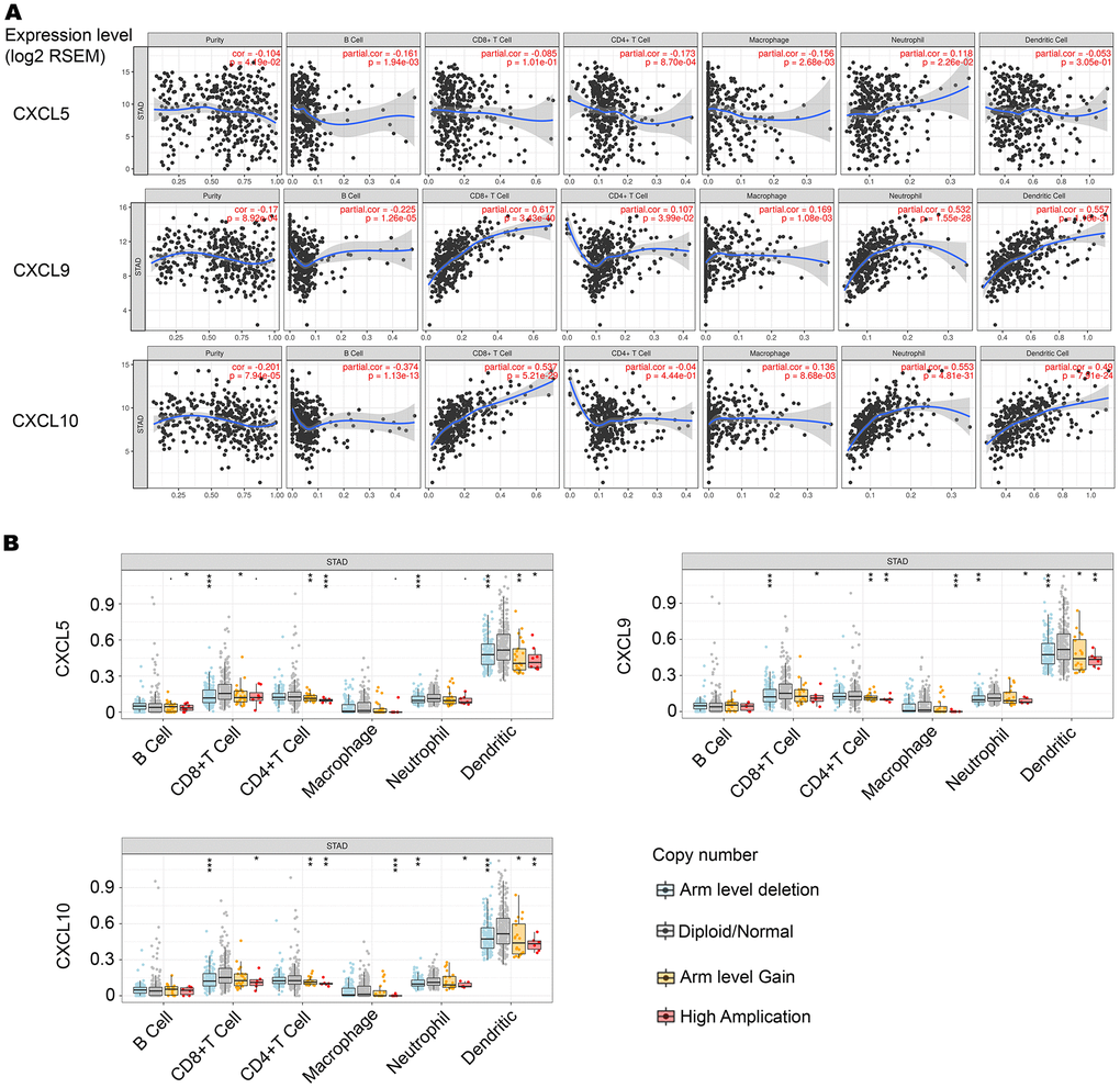 Correlation between CXCL5, CXCL9, and CXCL10 expression and immune infiltration level in stomach adenocarcinoma (STAD). (A) CXCL5 expression is negatively correlated with tumor purity, and this correlation is significant. CXCL5 expression is not significantly correlated with infiltrating levels of CD8+ T cells or CD4+ T cells (n = 415). CXCL9 and CXCL10 expression is negatively correlated with tumor purity, and this correlation is significant. CXCL9 and CXCL10 expression is positively correlated with infiltrating levels of CD8+ T cells and CD4+ T cells (n = 415), and this correlation is significant. (B) Significant expression of normal CXCL5, CXCL9, and CXCL10 in CD8+ T cells.